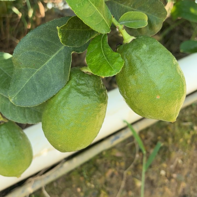 《香水柠檬：指尖轻掐爆汁的夏日精灵》