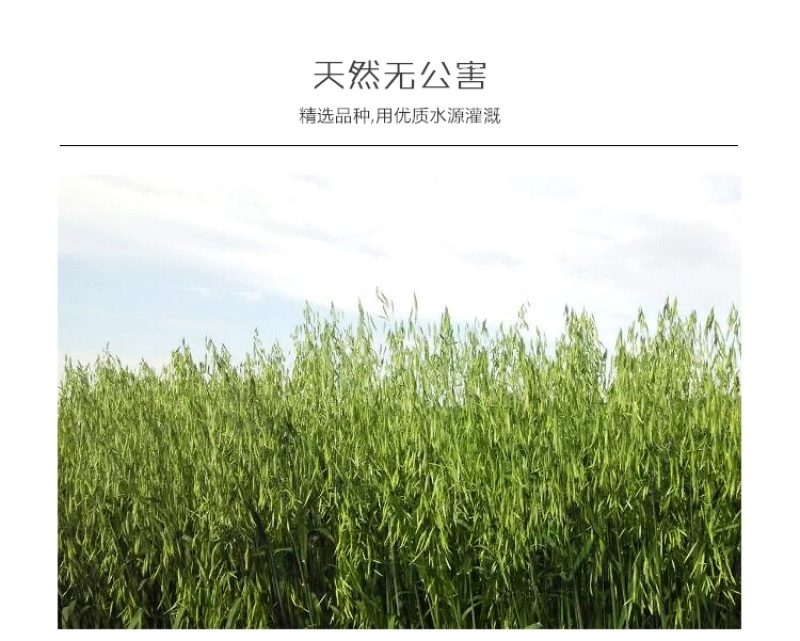 包邮）新货燕麦米粥粗粮五谷杂粮米农家自产黑龙江特产燕麦仁