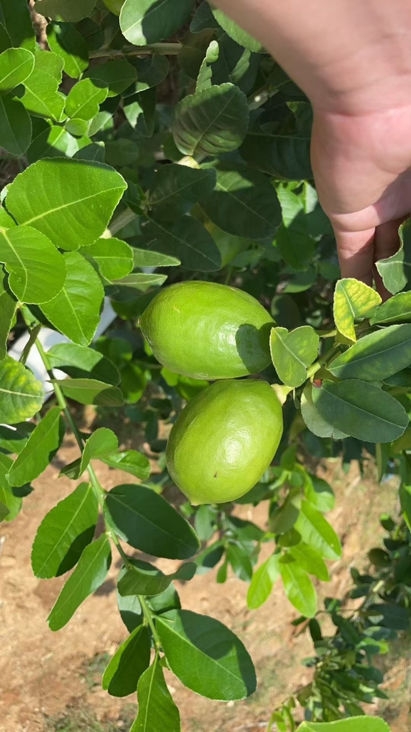 《香水柠檬：指尖轻掐爆汁的夏日精灵》