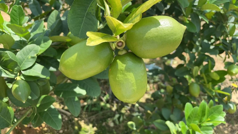 《香水柠檬：指尖轻掐爆汁的夏日精灵》