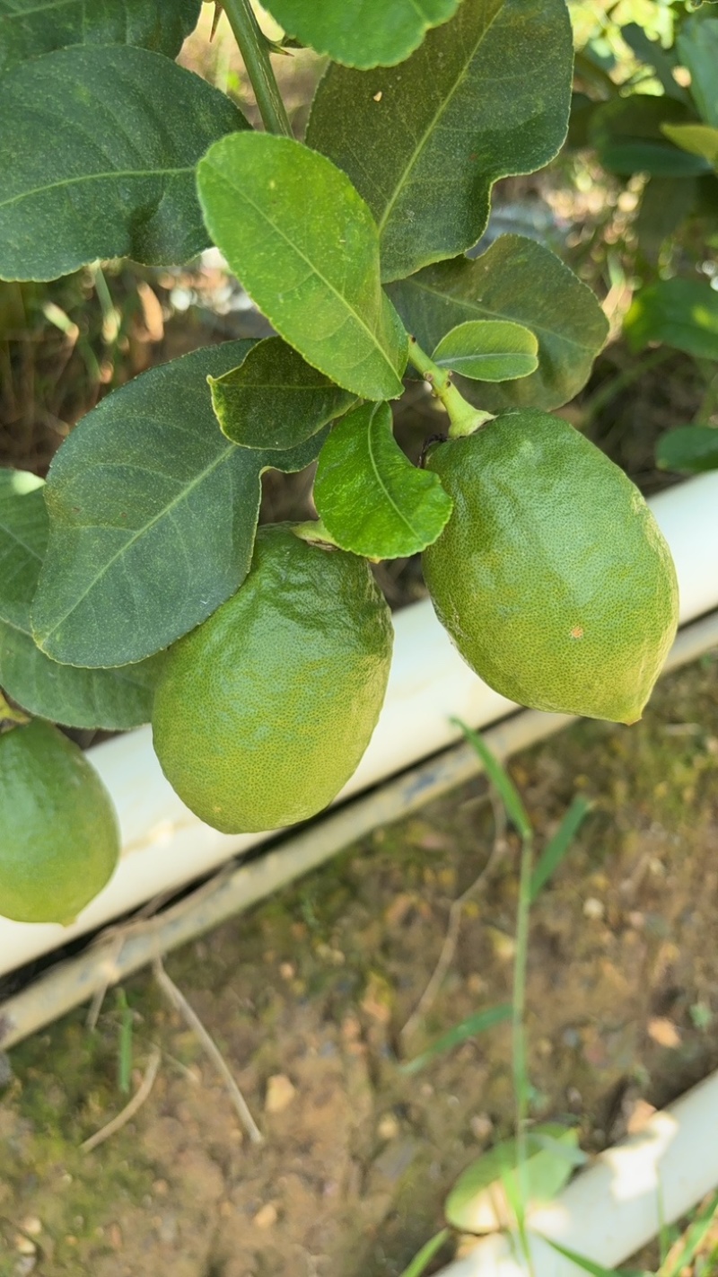 《香水柠檬：指尖轻掐爆汁的夏日精灵》