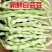 山西芸豆精品白不老芸豆地头发货现摘现发欢迎来电质询