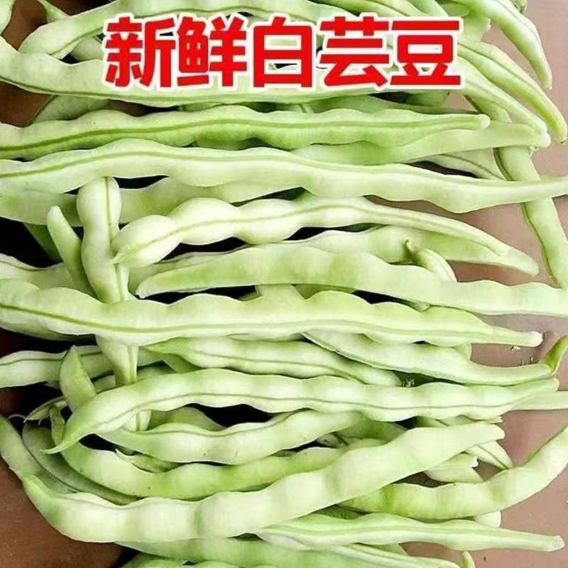 山西芸豆精品白不老芸豆地头发货现摘现发欢迎来电质询