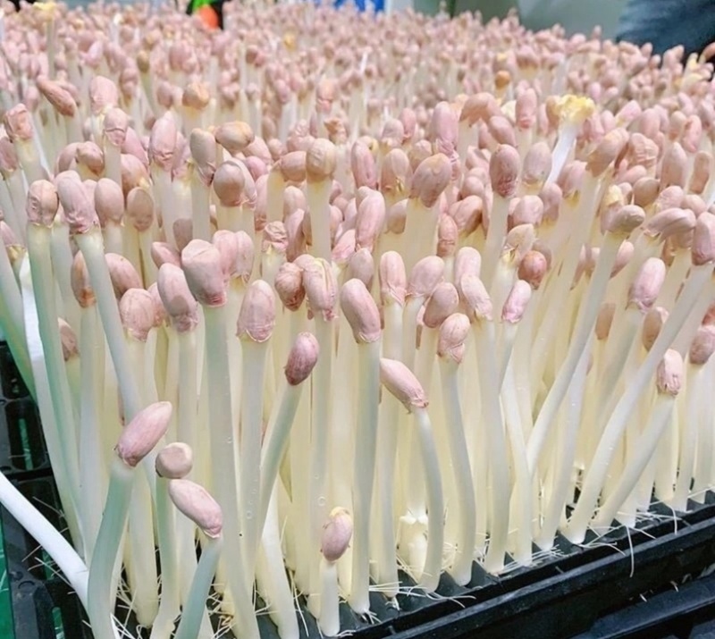 水培花生芽
