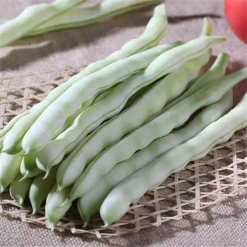 山西芸豆精品白不老芸豆地头发货现摘现发欢迎来电质询