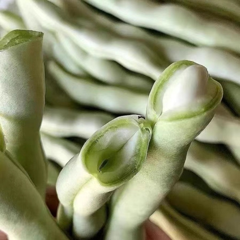 山西芸豆精品白不老芸豆地头发货现摘现发欢迎来电质询