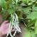 山西芸豆精品白不老芸豆地头发货现摘现发欢迎来电质询