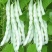 山西芸豆精品白不老芸豆地头发货现摘现发欢迎来电质询