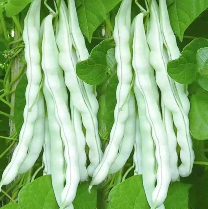 山西芸豆精品白不老芸豆地头发货现摘现发欢迎来电质询