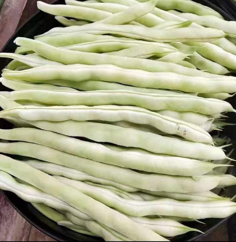 山西芸豆精品白不老芸豆地头发货现摘现发欢迎来电质询