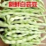 山西芸豆精品白不老芸豆地头发货现摘现发欢迎来电质询