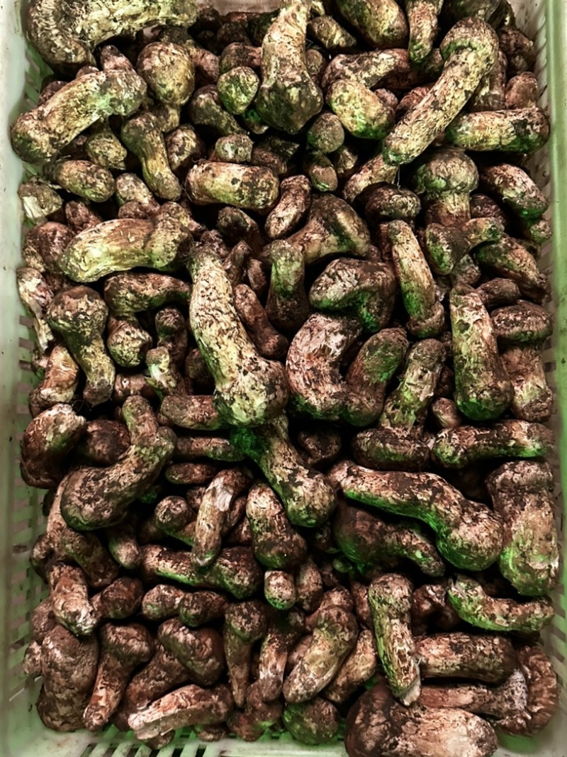 松茸