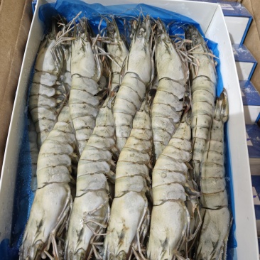 黑虎虾800克20头