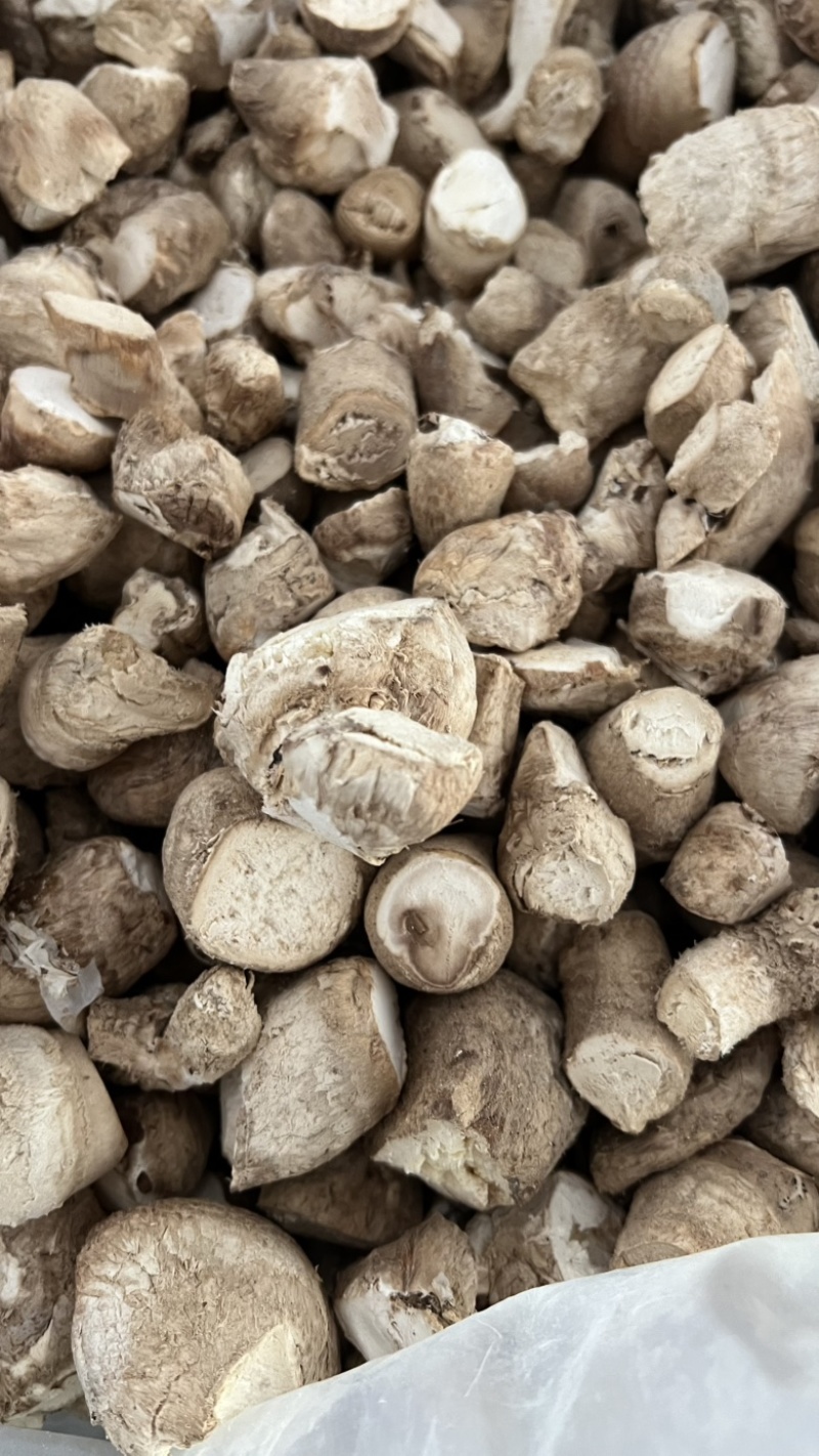 大菇脚产地直发量大价低大量现货可做香菇酱
