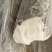 法国银鳕鱼大规格一条起售
