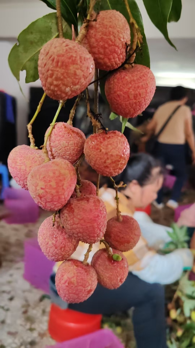 黑叶荔枝大量上市