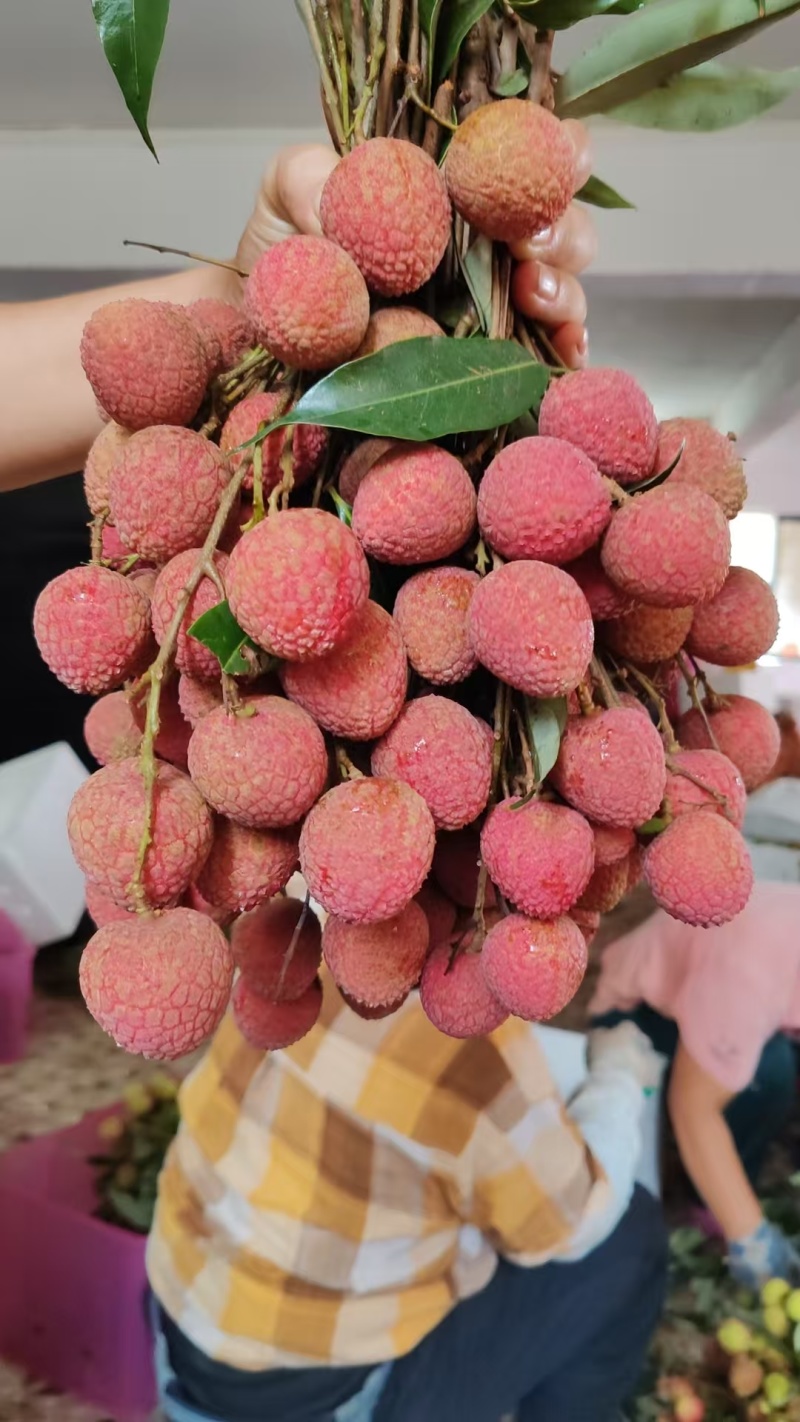黑叶荔枝大量上市