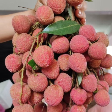 黑叶荔枝大量上市