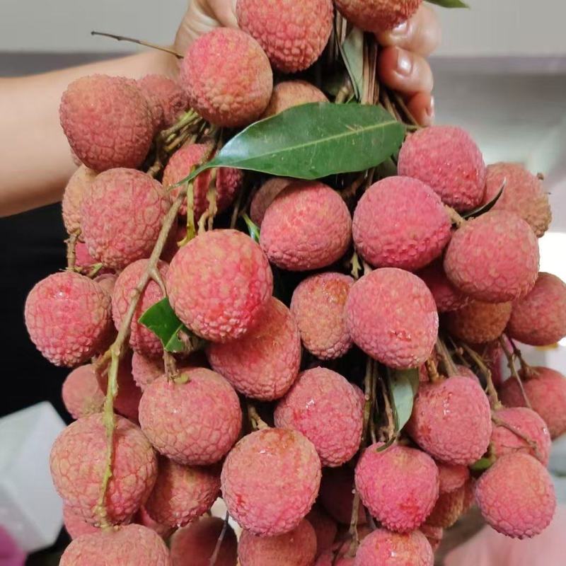 黑叶荔枝大量上市