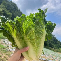 麻叶青白菜有货，保质保量，支持视频看货