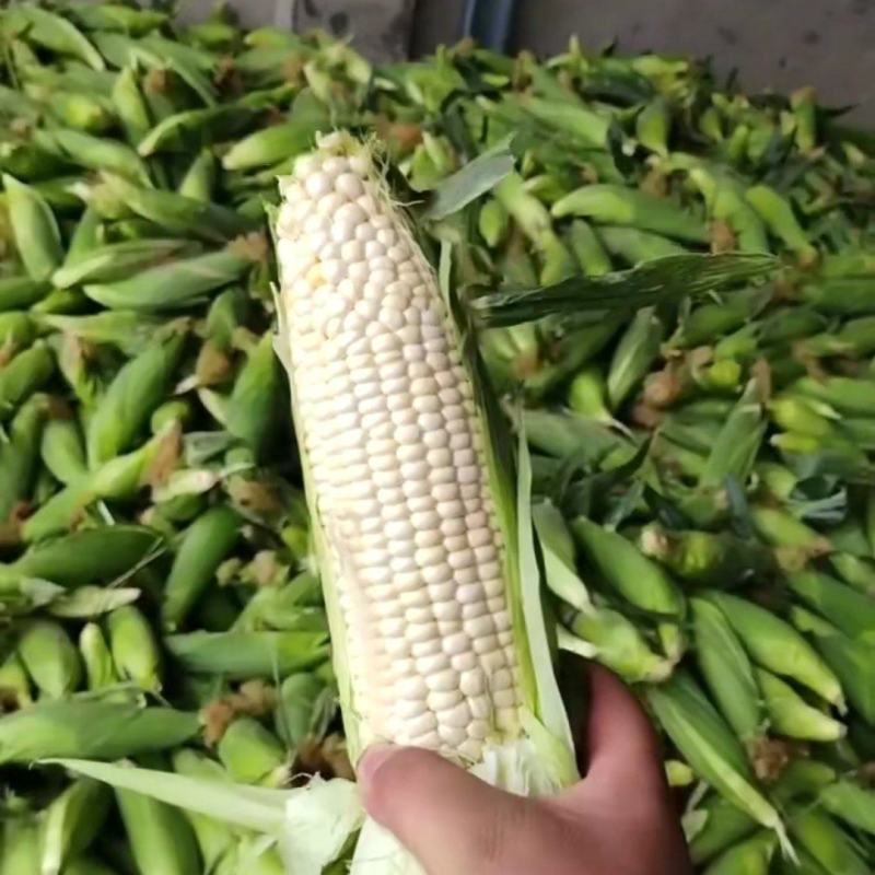 本地玉米！大量上市！万糯2000
