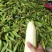 本地玉米！大量上市！万糯2000