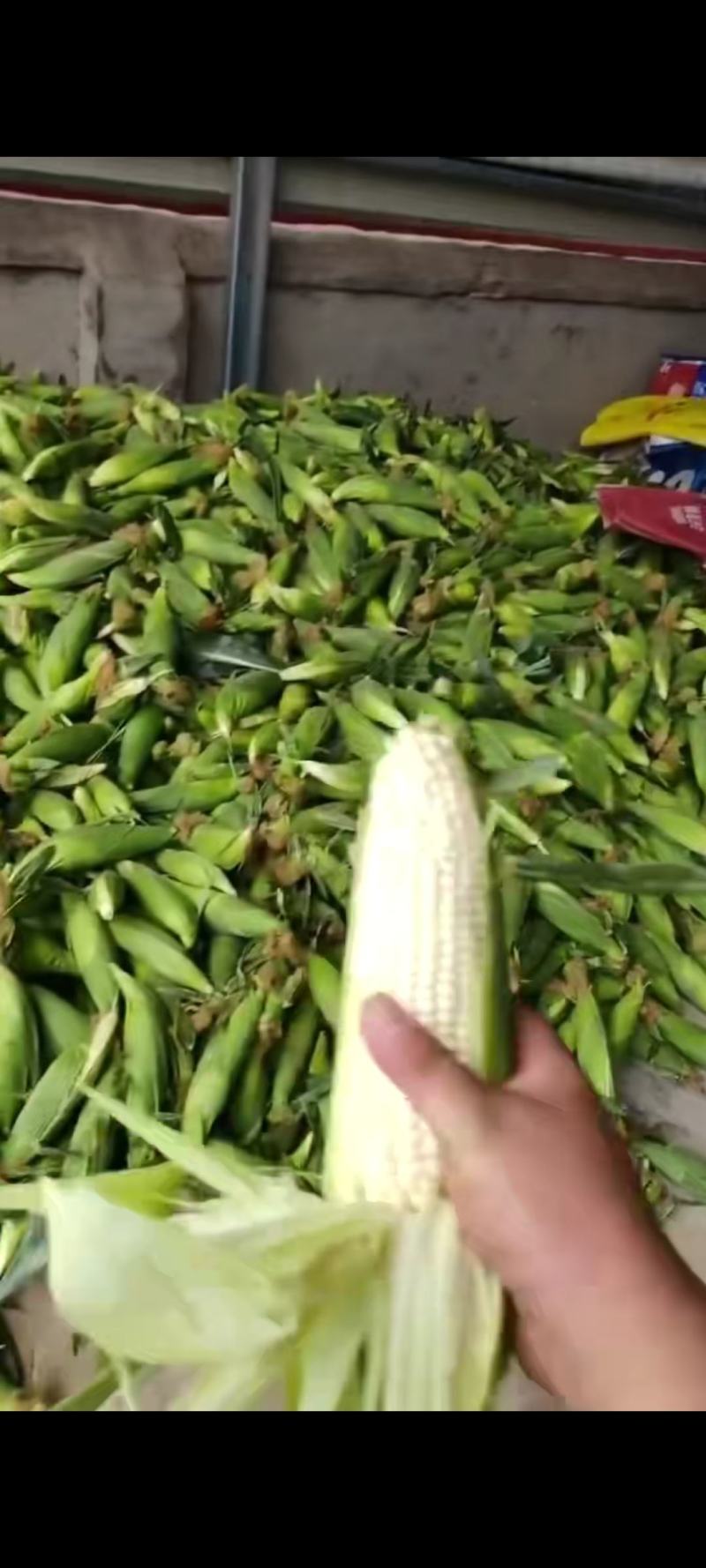 本地玉米！大量上市！万糯2000