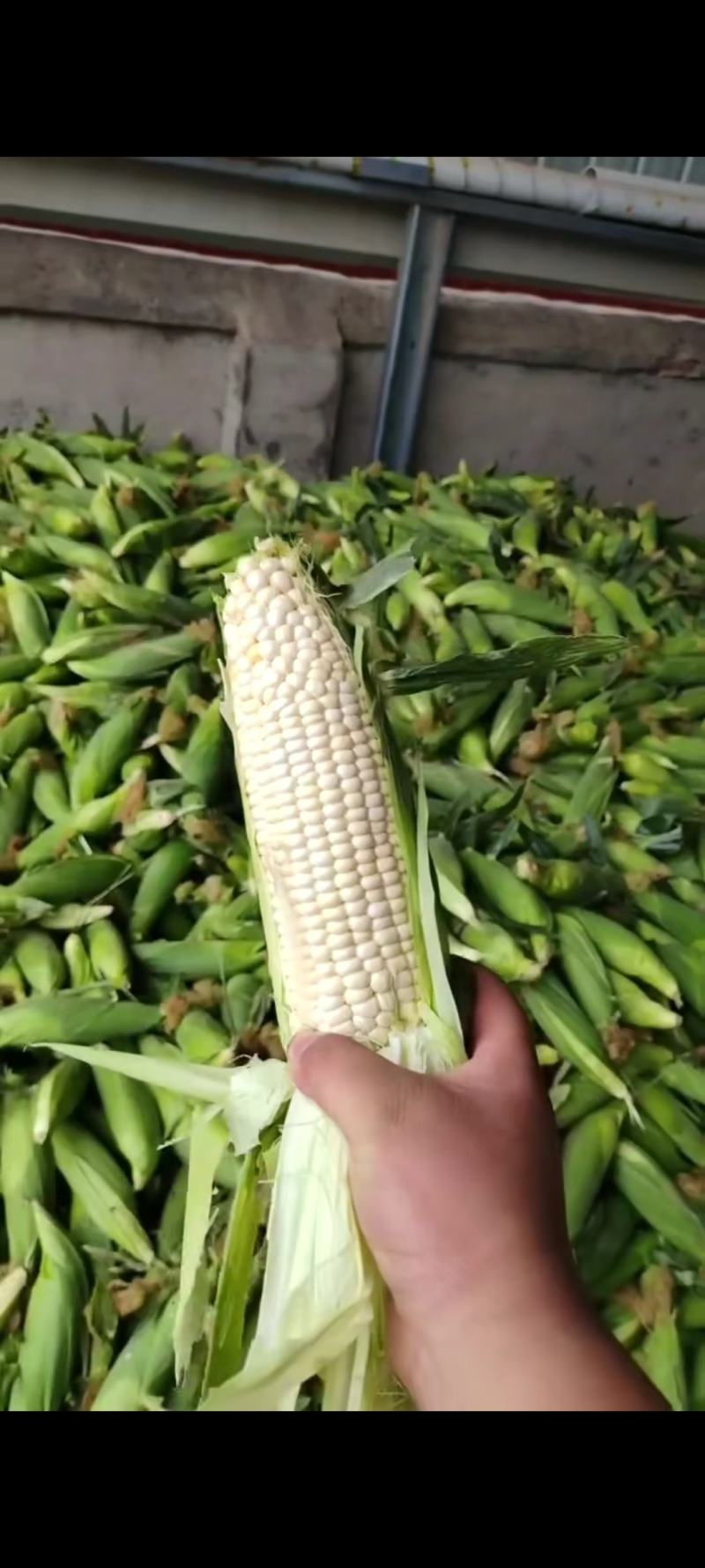 本地玉米！大量上市！万糯2000