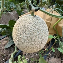 玫珑