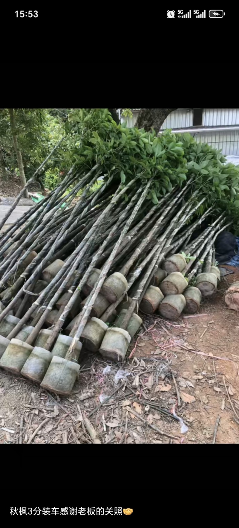 秋枫3公分袋苗美丽乡村主推品种，场地有大量货货源