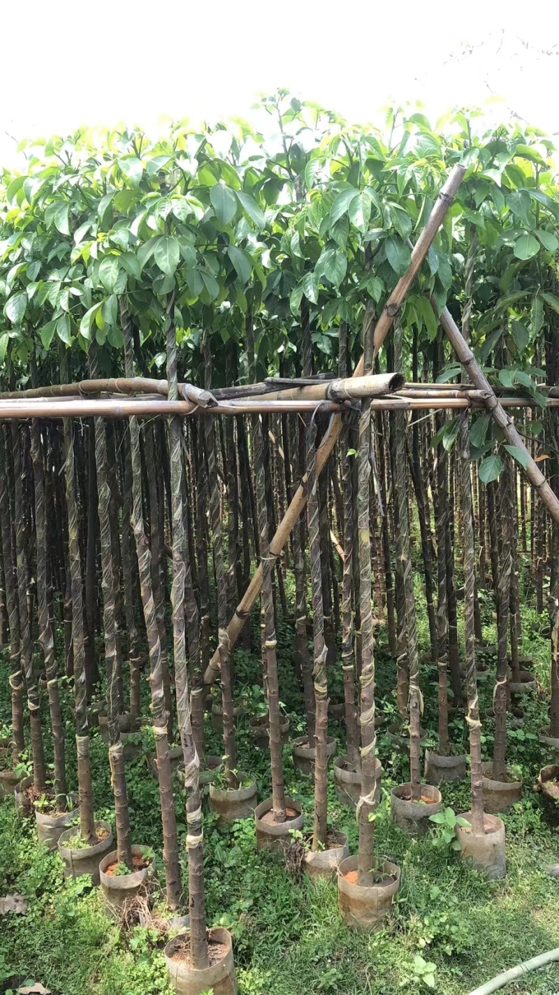 秋枫3公分袋苗美丽乡村主推品种，场地有大量货货源