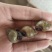 微山湖淡水螺蛳，大量现货新鲜包活到家
