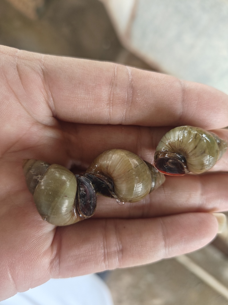 微山湖淡水螺蛳，大量现货新鲜包活到家