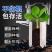不锈钢移苗神器挖洞取土打孔器移栽玉米西瓜蔬菜草莓起苗