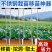不锈钢移苗神器挖洞取土打孔器移栽玉米西瓜蔬菜草莓起苗