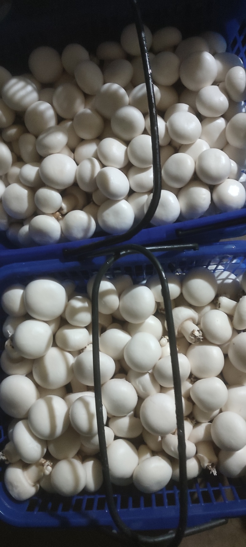 口蘑，白蘑菇，双孢菇