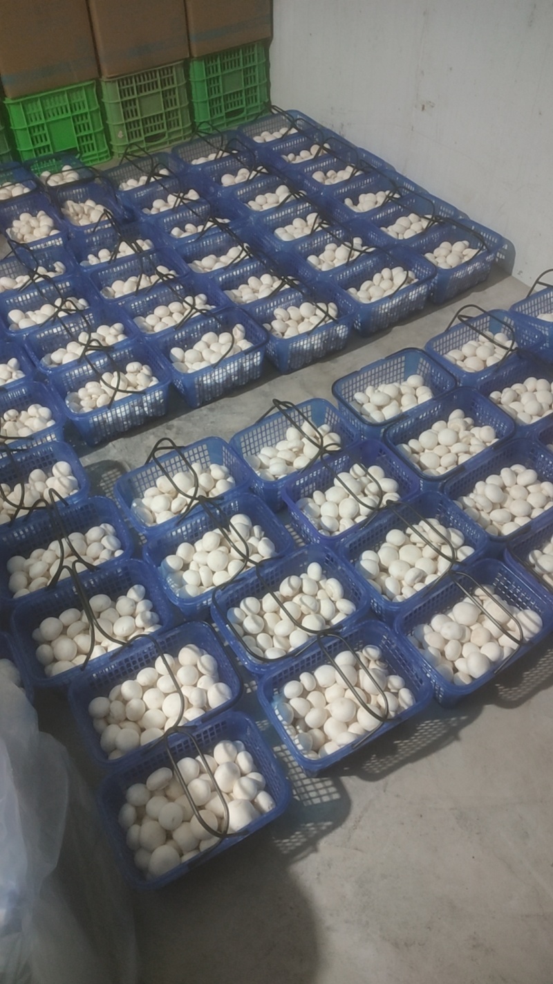 口蘑，白蘑菇，双孢菇