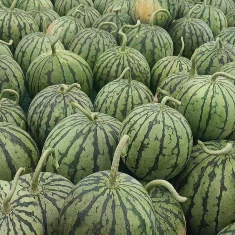 口口脆