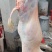 内蒙古锡林浩特白条羊价格实惠有需要的联系我