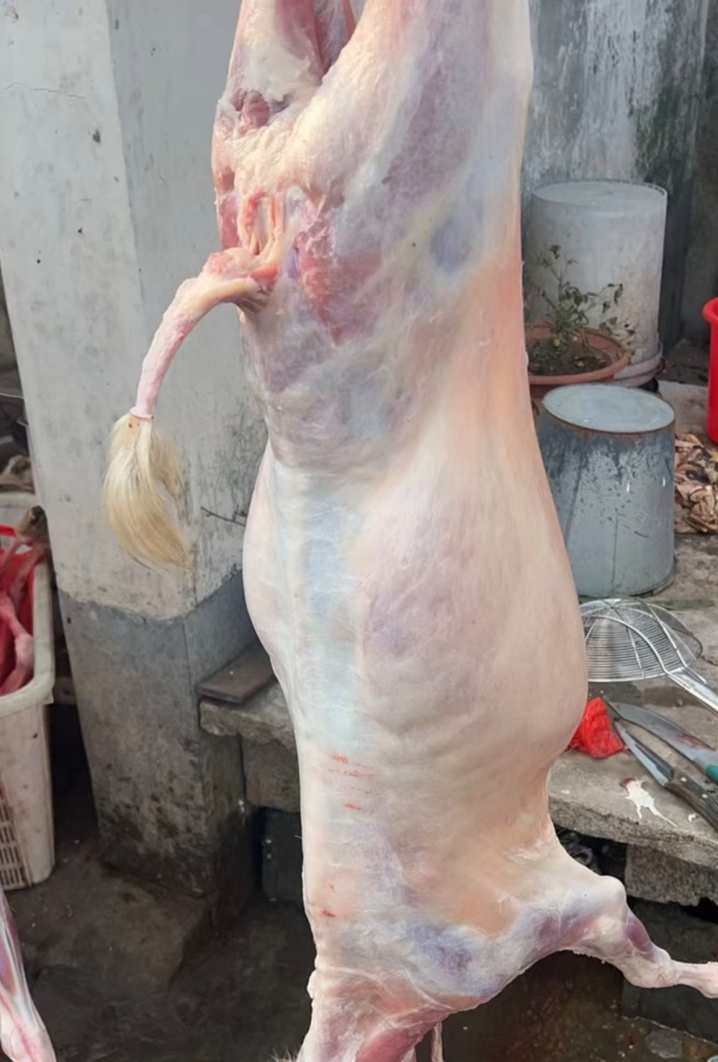 内蒙古锡林浩特白条羊价格实惠有需要的联系我