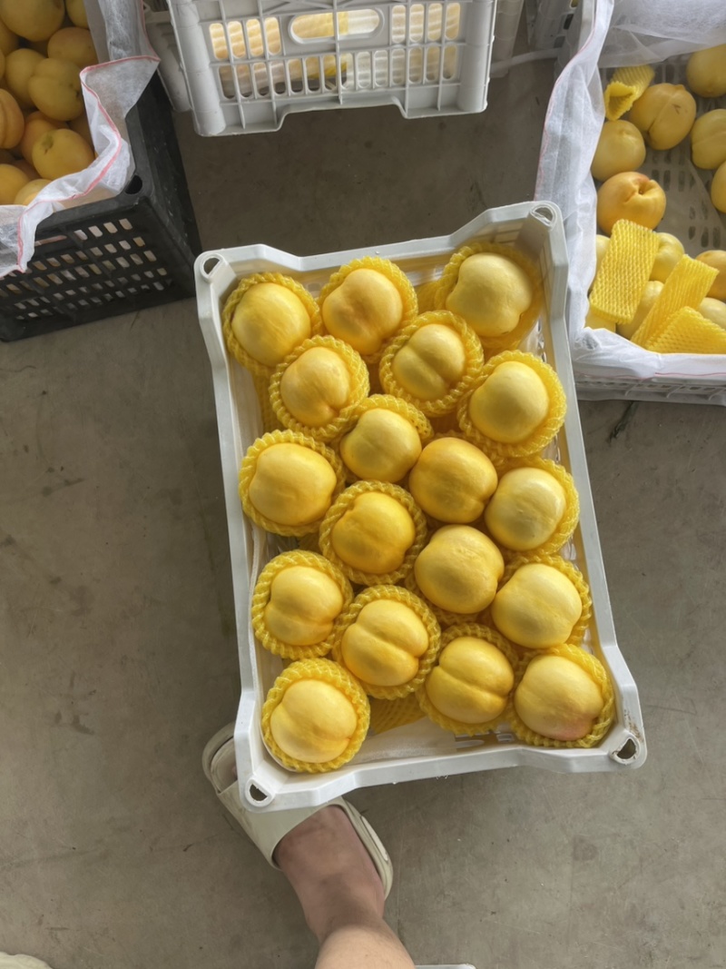蒙阴露天中油四