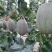 山东小蜜25哈密瓜