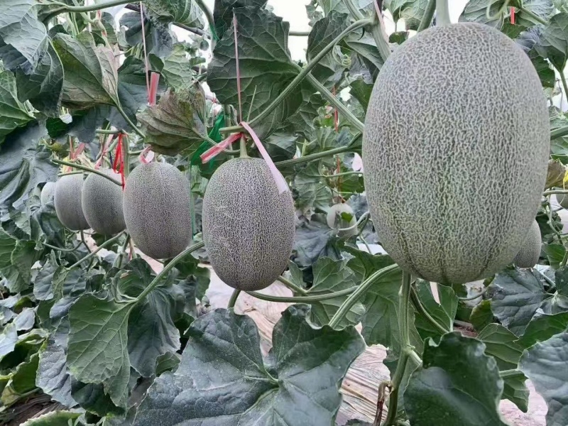 山东小蜜25哈密瓜