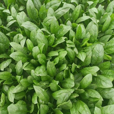 【精品菠菜】山东寿光直发大小叶菠菜货源充足