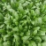【精品菠菜】山东寿光直发大小叶菠菜货源充足