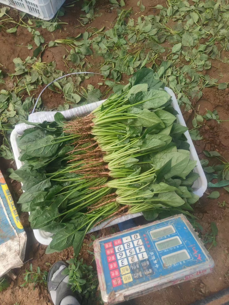 【精品菠菜】山东寿光直发大小叶菠菜货源充足