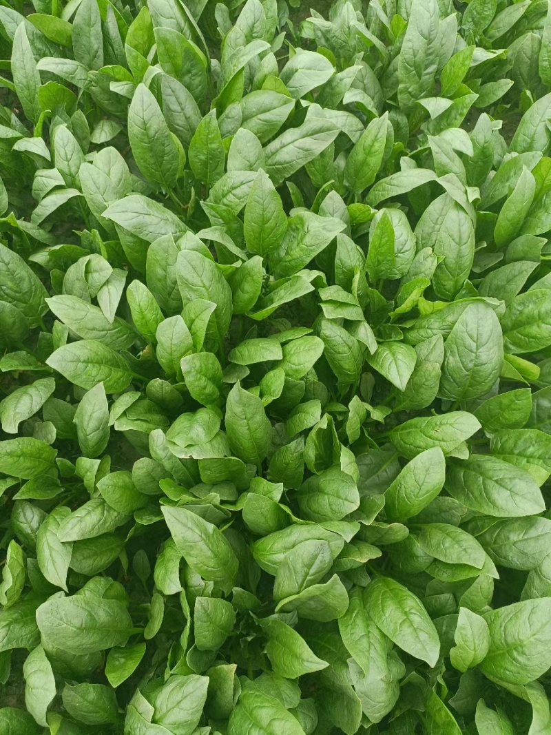 【精品菠菜】山东寿光直发大小叶菠菜货源充足
