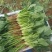【精品菠菜】山东寿光直发大小叶菠菜货源充足