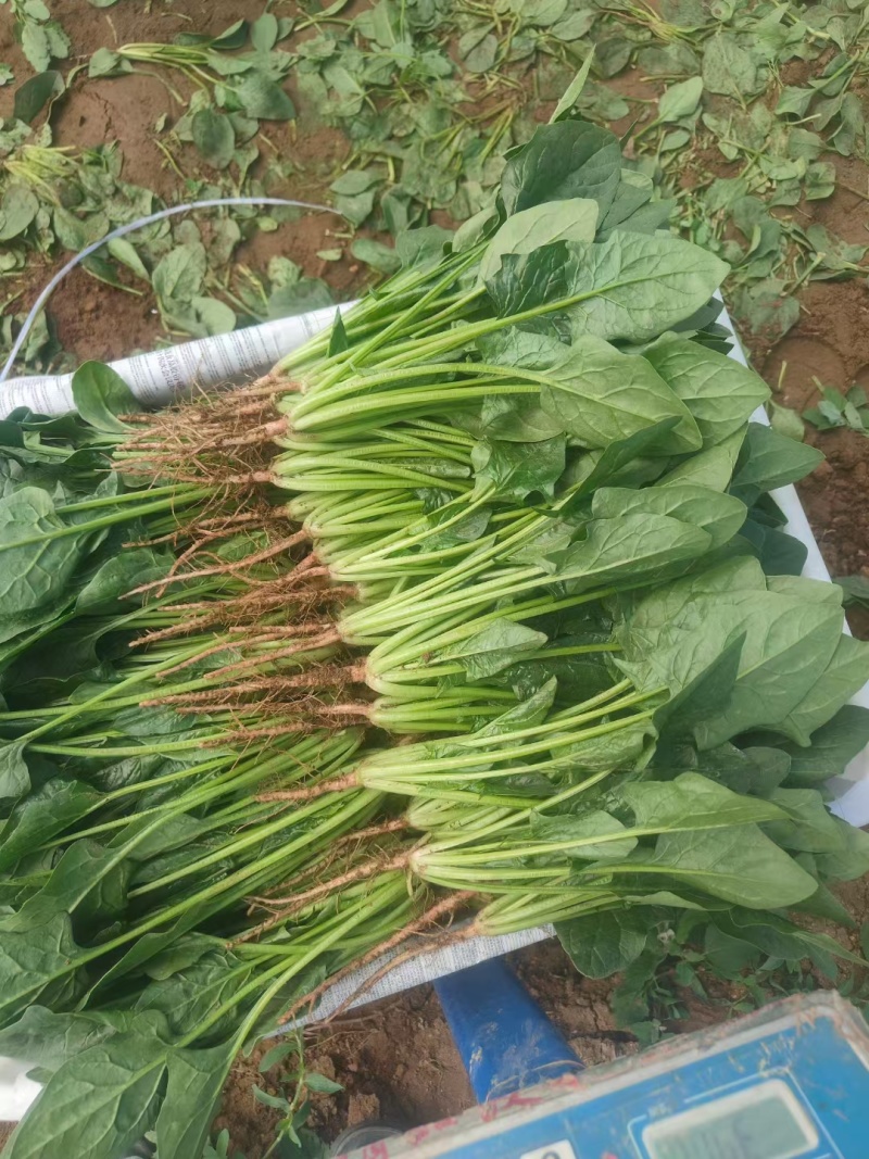 【精品菠菜】山东寿光直发大小叶菠菜货源充足