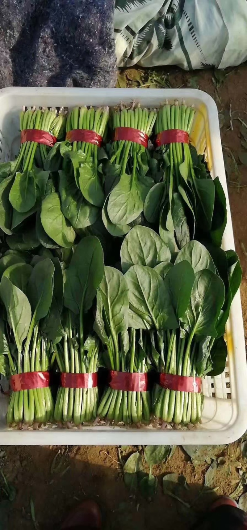 【精品菠菜】山东寿光直发大小叶菠菜货源充足